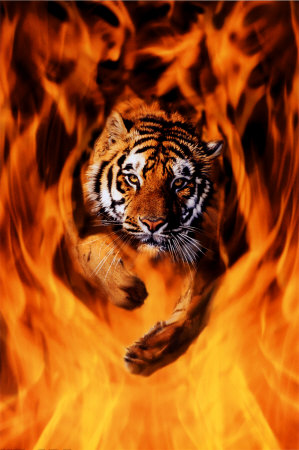 Save Tiger Bengal-tiger-jumping-flames